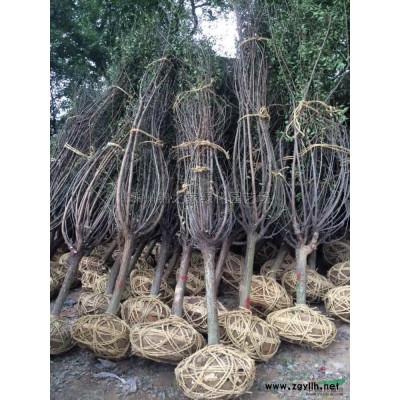 供應紫荊叢生苗，H120-250，數(shù)量10000株，質(zhì)量保證