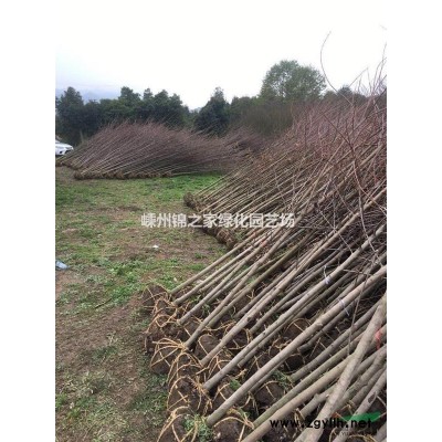 供應七葉樹8-18公分，數(shù)量800棵土球好，質(zhì)量保證價格實惠