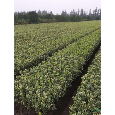 供應金森女貞容器苗10萬，H40左右苗子粗壯，地栽價格實惠