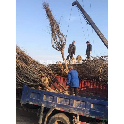 供應紅白黃玉蘭D3-12公分，樹型優(yōu)美土球好，價格實惠