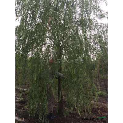 供應大葉黃楊小毛球H50P30左右，數(shù)量3萬，質(zhì)量保證價格實