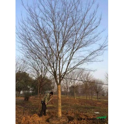 無(wú)患子供應(yīng)/無(wú)患子圖片