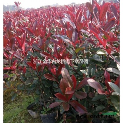 紅葉石楠杯苗價(jià)格0.22元一株