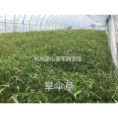 浙江蕭山紅葉石楠球80公分-2.5米行情報價/浙江蕭山紅葉石楠球80公分-2.5米圖片展示
