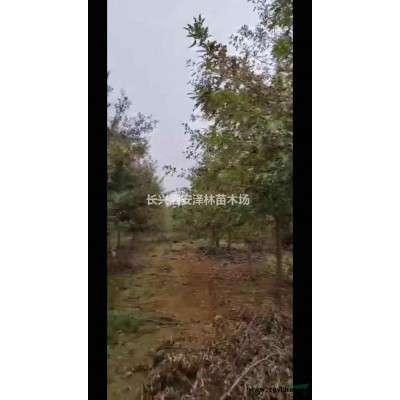 浙江2公分烏桕苗批發/供應 量大從優 成活率高