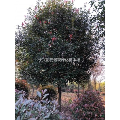 浙江烏桕*新報(bào)價(jià)/烏桕圖片