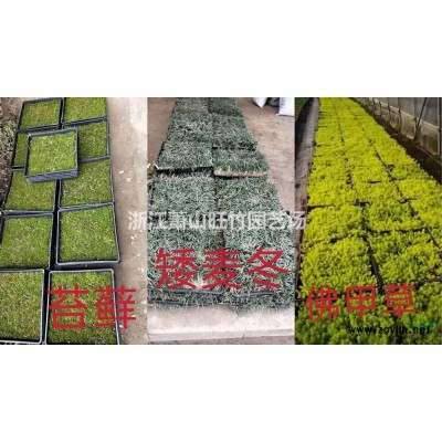 南天竺大杯基地 南天竺大杯苗 南天竺小杯苗 優(yōu)質(zhì)南天竺供應(yīng)商