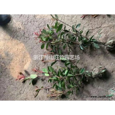 浙江四季桂大杯價格 杭州四季桂大杯苗基地 蕭山四季桂大杯供應(yīng)商