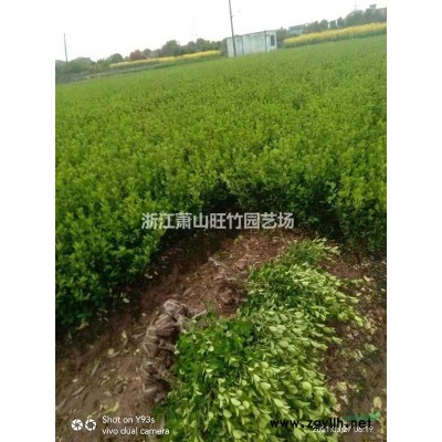 浙江金森女貞毛球哪里好 杭州金森女貞毛球哪家便宜