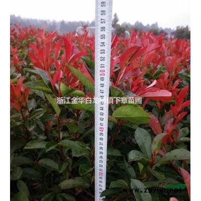 高度10-80cm金華紅葉石楠杯苗基地