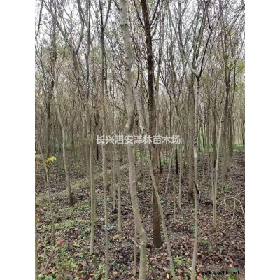 大小規格3公分烏桕苗基地 量大從優
