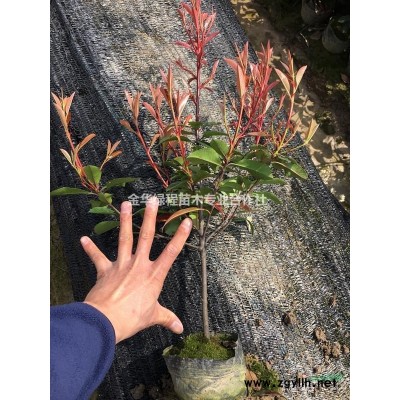 紅葉石楠杯苗價(jià)格0.33元一株