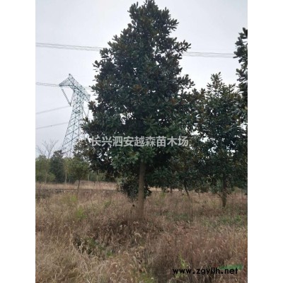 浙江供應全冠青梅 14-25公分 青梅價格 湖州青梅規格*
