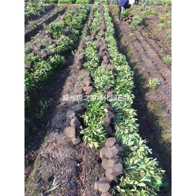 供應紅葉花桃D3-8公分，數(shù)量2000，樹型優(yōu)美，價格實惠
