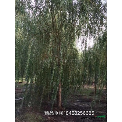 櫻花行情報(bào)價(jià)\櫻花圖片展示