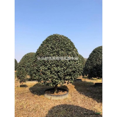 大規(guī)格香樟*新價(jià)格/大規(guī)格香樟報(bào)價(jià)