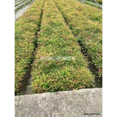 浙江供應(yīng)迎春毛球 優(yōu)質(zhì)迎春毛球批發(fā) 特價迎春毛球基地