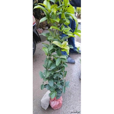 低價供應(yīng)金葉苔草 金絲苔草 精品苔草