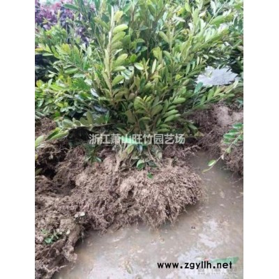 浙江水菖蒲價格 水菖蒲基地 水菖蒲低價供應(yīng) 水菖蒲農(nóng)戶直銷
