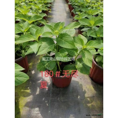 常年批發供應鳳尾竹