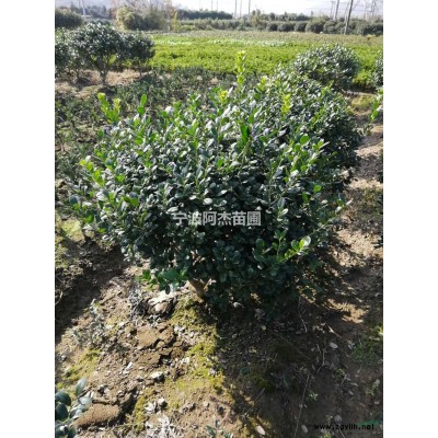 毛鵑圖片\毛鵑報價