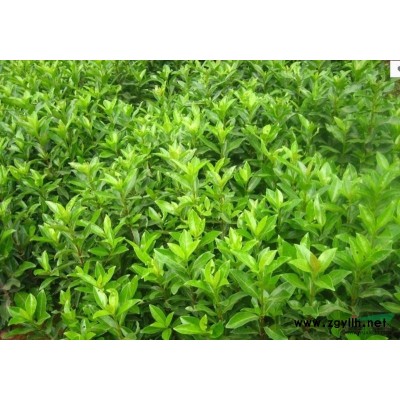 茶花2行情報價\茶花2圖片展示