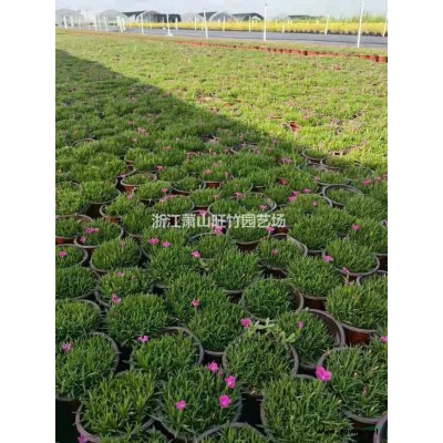 蕭山旺竹園藝場供應(yīng)紅花繼木毛球價格便宜