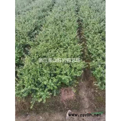浙江供應(yīng)千屈菜 蕭山千屈菜本地貨源 杭州水生植物基地