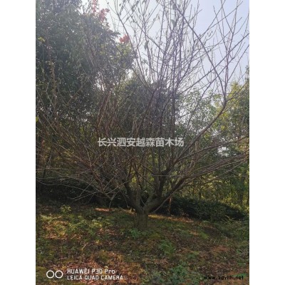 優質特價浙江叢生烏桕 湖州叢生烏桕 10-14公分叢生烏桕產地直銷