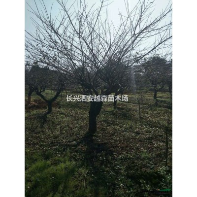 浙江全冠青梅 湖州精品青梅 青梅14-25公分 青梅哪里好/哪家便宜