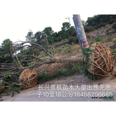 浙江玉蘭2批發/供應