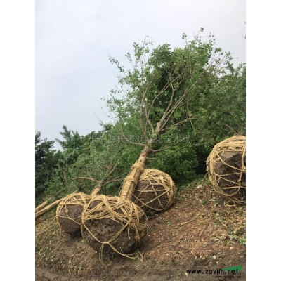 楊梅樹(shù)供應(yīng)/楊梅樹(shù)圖片