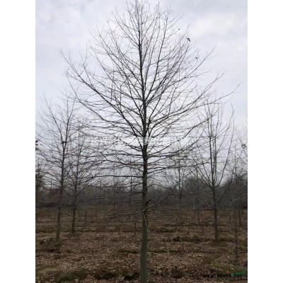 紅葉石楠4行情報(bào)價(jià)\紅葉石楠4圖片展示