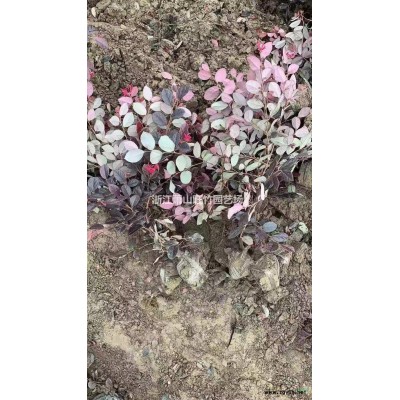 浙江佛甲草小杯供應(yīng)商 佛甲草小杯苗產(chǎn)地直供