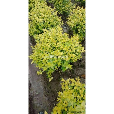 杭州180#無盡夏行情報價 蕭山180#無盡夏基地直供數(shù)量多