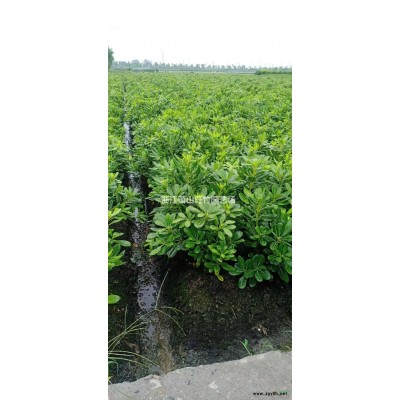 供應(yīng)黃鑫毛球 黃鑫小苗基地