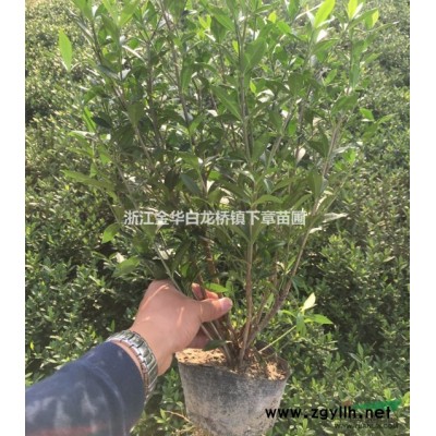 紅葉石楠杯苗哪里好/哪家便宜_金華綠程苗木專業(yè)合作社