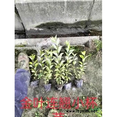 蕭山供應(yīng)大花月季大杯苗 大花月季大杯基地直供價格便宜