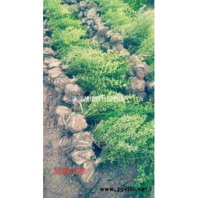 蕭山供應(yīng)金銀花小杯苗 一手貨源 金銀花小杯價格便宜