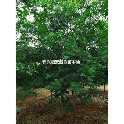 大小規格香樟樹 長興香樟報價基地
