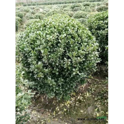 紅花繼木球行情報價\紅花繼木球圖片展示