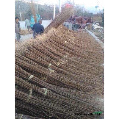 供應金邊黃楊小毛球H50左右，數(shù)量2萬，苗子粗壯價格實惠