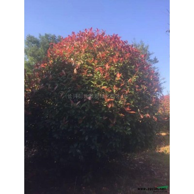 浙江水杉基地圖片展示/水杉*近報(bào)價(jià)