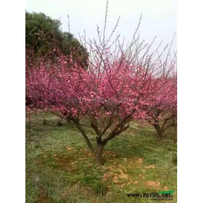 紅葉石楠5*新價(jià)格/紅葉石楠5報(bào)價(jià)