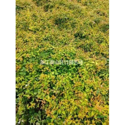 優(yōu)質(zhì)特價花葉梔子袋苗產(chǎn)地直銷 花葉梔子袋苗美植袋批發(fā)