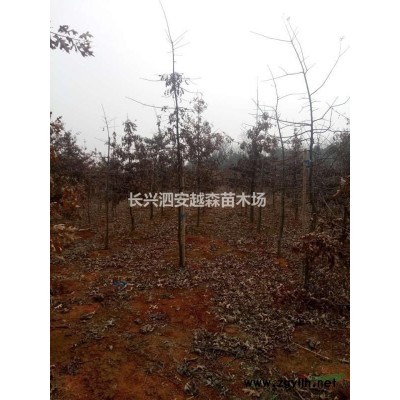 浙江香樟 湖州香樟樹 哪里好/哪家便宜