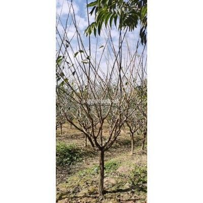 湖州供應大量3-6公分娜塔櫟