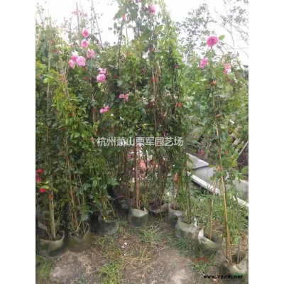 浙江供應再力花規格*
