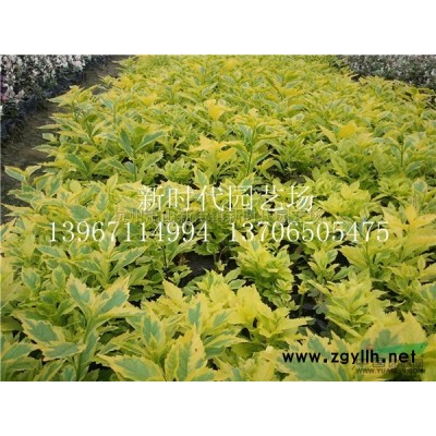 優質特價浙江佛甲草 蕭山佛甲草方盤產地直銷