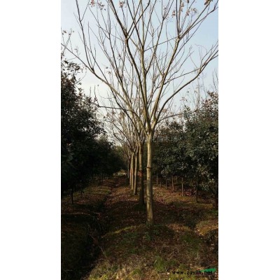 馬褂木4行情報(bào)價(jià)\馬褂木4圖片展示